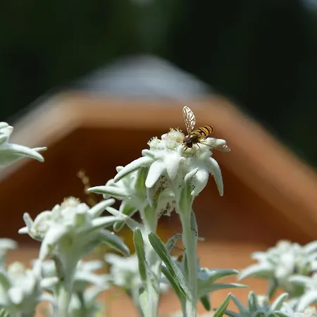 Holiday park Bergdorf Riesner 4*