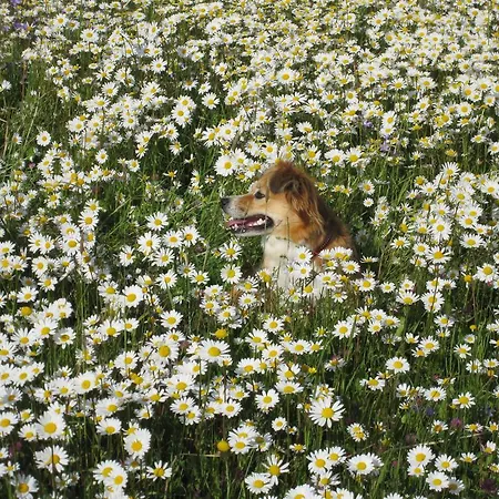 База отдыха Bergdorf Riesner