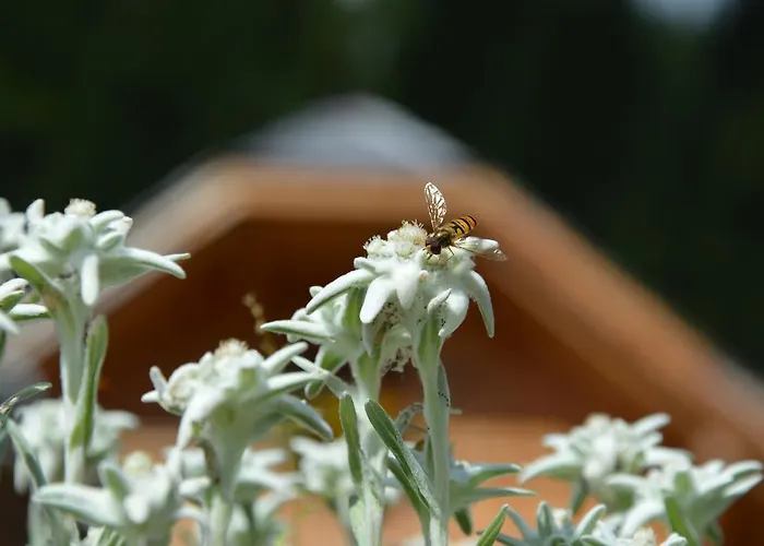 Parque de vacaciones Bergdorf Riesner 4*