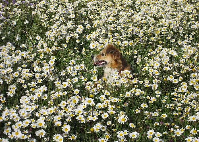 假日公园 波道夫里斯诺度假屋